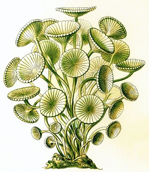 IB Biology: DNA structure - Extras for HL students Acetabularia - one giant cell makes this algae