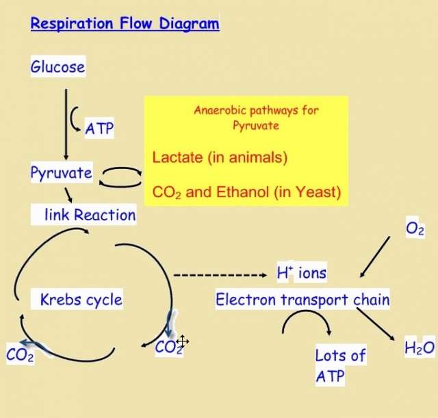 Image: D. Faure 2013