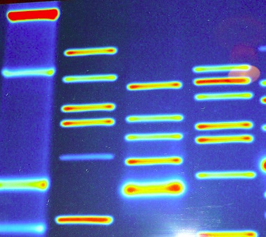 Image: CC by Ollie Seibelt on Flickr