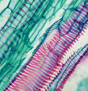 *image: from Biophotos on flickr