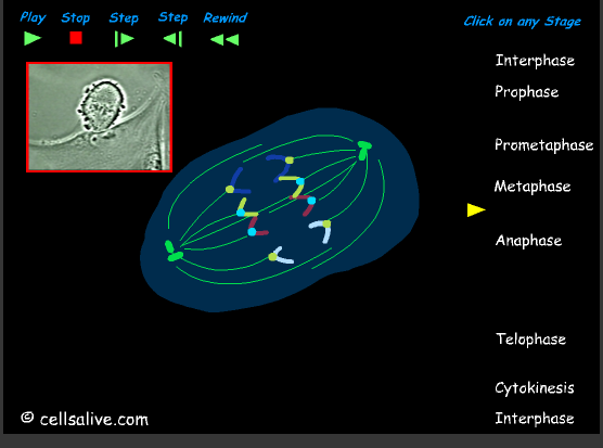 Click to link to Cells alive website