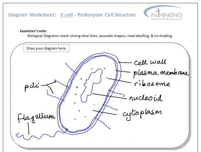 Image: David Faure 2011