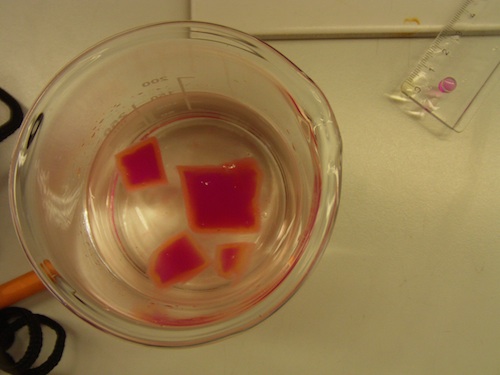 Acid indicator in agar blocks can show diffusion. Image credit: J McMurtry