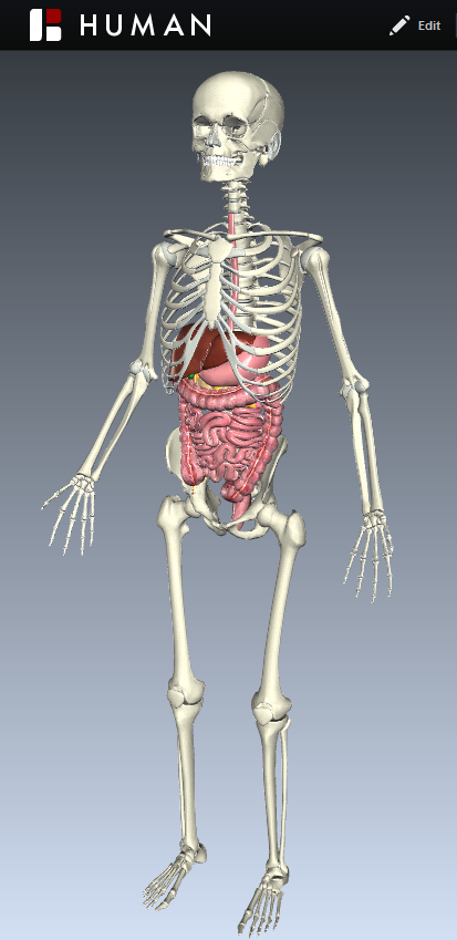 Image: screenshot of Biodigital human taken 2014