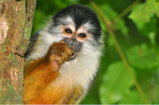 A reflective central american squirrel monkey (Saimiri oerstedii) taken by Ben Neuss (benneuss.com) in the Corcovado N.P Costa Rica
